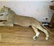 Foto в Хобби и увлечения Охота Продам чучело африканской львицы, выполнено в Москве 320 000