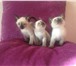 Роскошные сиамские котята 3894484 Сиамская фото в Москве