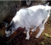 Изображение в Домашние животные Другие животные 7-ми месячная козочка от хорошей козы,мать в Таганроге 3 000