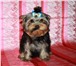Питомник Долл-Лайкхаус предлагает щенка йоркширского терьера,  Кобель 5 мес , небольшого размера , 68270  фото в Москве