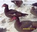Фото в Домашние животные Птички Продаются                                в Калуге 500