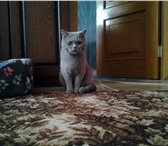 Фото в Домашние животные Вязка Британский Кот! Окрас Светло- голубой! Приглашает в Пензе 2 000