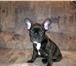 Продам щенка французкого бульдога, девочка, родилась 27, 09, 2010, цвет черный, сделана первая пр 68446  фото в Чите