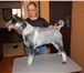 Изображение в Домашние животные Стрижка собак Профессиональный тримминг и стрижка собак. в Рязани 0