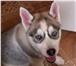 Фотография в Домашние животные Вязка собак Голубоглазый красавец мощного телосложения,окрас в Архангельске 12 000