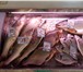 Фотография в Авторынок Спецтехника Рыбовоз до 2 тонн ассортимента в один рейс. в Москве 650 000
