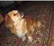 Foto в Домашние животные Вязка собак нужен кобелек тибетского спаниеля для вязки. в Волгограде 0