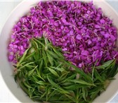 Фото в Работа Вакансии Требуются срочно сборщики иван-чая в Дзержинске 0