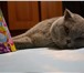 Фотография в Домашние животные Вязка Молодой котик скоттиш фолд приглашает в гости в Твери 0