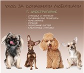 Foto в Домашние животные Услуги для животных Стрижка собак всех пород(гигиеническая и в Электрогорске 1 000