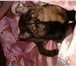 Отдам бесплатно котят в добрые руки 3361453 Домашняя кошка фото в Москве