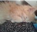 Foto в Домашние животные Потерянные Потерялся рыжий пушистый котенок (кошечка), в Южноуральске 1 000