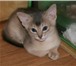 Питомник Золушка продает абиссинских котят: котика дикого окраса, возраст 5 месяцев; кошечку голуб 68974  фото в Москве