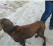Фотография в Домашние животные Найденные В декабре 2013 найдена собака,породы лабрадор в Чите 0