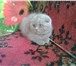 Шотландские котята 4404305 Скоттиш фолд фото в Минске