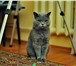 Фотография в Домашние животные Вязка Красивый британец,голубого окраса, ищет кошечку в Ставрополе 1 000