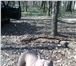 Фото в Домашние животные Вязка собак Кобель пит- бультерьера Цербер,весом 36 кг,возраст в Белгороде 0