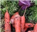 Foto в Прочее,  разное Разное Где взять ровную, гладкую, сочную морковь в Москве 15
