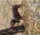 Фото в Домашние животные Вязка собак предлагаю красноносого питбуля для вязки! в Курске 0