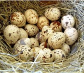 Изображение в Прочее,  разное Разное В перепелиных яйцах, по массе равных одному в Великом Новгороде 50