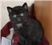 Продаются вислоухие и прямоухие котята Scottish Fold &amp;amp; Scottish Straight,  1,  вислоухий ко 69017  фото в Москве