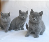 Шикарные британские котята крупные, с плюшевой набивной шерстью, от титулованных родителей,  Кот 68829  фото в Москве