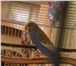 Фотография в Домашние животные Птички Красивая, здоровая, молодая, 3 мес. в Дзержинске 500
