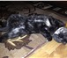 Фотография в Домашние животные Услуги для животных Молодая кошечка ищет шотландского прямоухого в Нерюнгри 0