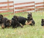 Продам щенков немецкой овчарки, 3 мес, , окрас чепрачный, родословное, отец-чемпион России, Он 65272  фото в Новосибирске