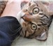 Фото в Домашние животные Вязка Красивый молодой котик ищет подругу. Коту в Благовещенске 1