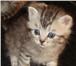 Продаю британских котят 1012825 Британская короткошерстная фото в Астрахани