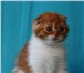 Продаются котята 417510 Скоттиш фолд фото в Москве
