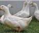Foto в Домашние животные Птички Продается мясо утки, цыпленка с личного подворья, в Новосибирске 250
