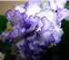 Фото в Прочее,  разное Разное Продам детки сортовых фиалок! В коллекции в Чите 100