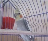 Foto в Домашние животные Товары для животных продам попугая корелла(нимфа), мальчик, 1, в Челябинске 0