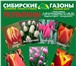 Фотография в Домашние животные Растения Добрый день!Тюльпаны к 8 марта оптом отличного в Новосибирске 20