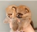 Продаются собачки миниатюрного померанского шпица 225829  фото в Петрозаводске