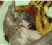 Foto в Домашние животные Услуги для животных молодая кошка сфинкс 1 год 4 месяца ищет в Прокопьевске 0