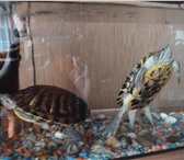 Фотография в Домашние животные Другие животные Продам красноухих черепах (самка и самец), в Ульяновске 600