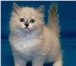Невские маскарадные котята от титулованных родителей,   Окрасы у нас разные,  Глаза яркие синие,   М 69747  фото в Москве