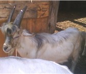Изображение в Домашние животные Другие животные Продаются две козы,  обе дают молоко и козел. в Москве 0