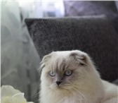 Фото в Домашние животные Вязка Опытный, интеллигентный Шотландский кот (хайленд-фолд) в Электростали 2 500