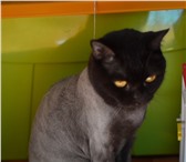Фото в Домашние животные Услуги для животных Подстригу вашего кота или кошечку.Без наркоза в Тюмени 500