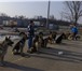 Фотография в Домашние животные Услуги для животных дрессировка собак коррекция поведения Так в Белгороде 10
