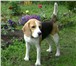 Фото в Домашние животные Вязка собак Предлагается для вязки кобель породы БИГЛЬ. в Саратове 0