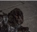 Фото в Домашние животные Вязка собак красивый умный русский спаниель.цвет коричневый в Челябинске 0