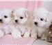 Ирлайн-дог имеет в продаже щенков мальтезе  (мальтийская болонка) 3825305 Мальтийская болонка фото в Екатеринбурге
