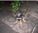 Чистокровные щенки Ротвейлера продаются 1282678 Ротвейлер фото в Уфе