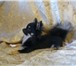 Foto в Домашние животные Вязка собак Предлагаю клубных кобелей для вязки  Кобели в Обнинске 0