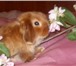 Фотография в Домашние животные Другие животные Питомник Декоративных Кроликов «Красная Жемчужина» в Владимире 6 000